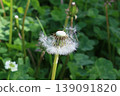 Dandelion's fluff 139091820
