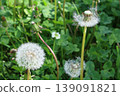 Dandelion's fluff 139091821
