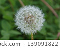 Dandelion's fluff 139091822