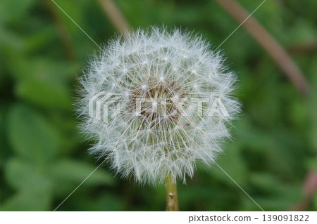 Dandelion's fluff Dandelion's fluff 139091822