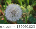 Dandelion's fluff 139091823