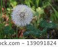 Dandelion's fluff 139091824