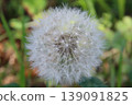 Dandelion's fluff 139091825