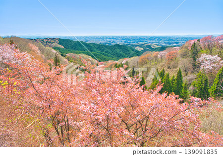 Cherry blossoms in full bloom as seen from Mt. Goten in Otawara City, Tochigi Prefecture. Cherry blossoms in full bloom as seen from Mt. Goten in Otawara City, Tochigi Prefecture. 139091835