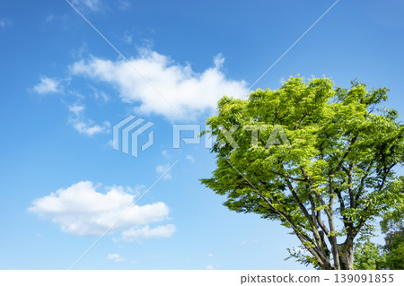 Springtime blue sky, clouds, and fresh green leaves Springtime blue sky, clouds, and fresh green leaves 139091855
