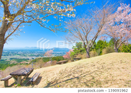 Cherry blossoms in full bloom on Mt. Gotenyama in Otawara City, Tochigi Prefecture. Cherry blossoms in full bloom on Mt. Gotenyama in Otawara City, Tochigi Prefecture. 139091962