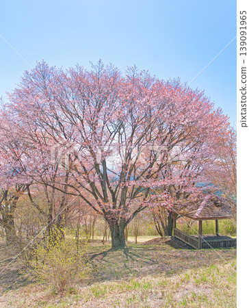 Cherry blossoms in full bloom on Mt. Gotenyama in Otawara City, Tochigi Prefecture. Cherry blossoms in full bloom on Mt. Gotenyama in Otawara City, Tochigi Prefecture. 139091965