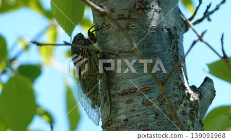 Cicada heralding the end of summer 139091968