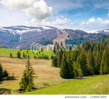 carpathian mountain landscape during spring. peaceful countryside scenery with coniferous forest near grassy field. beautiful borzhava ridge with snow capped top in the distance. remote region carpathian mountain landscape during spring. peaceful countryside scenery with coniferous forest near grassy field. beautiful borzhava ridge with snow capped top in the distance. remote region 139091994