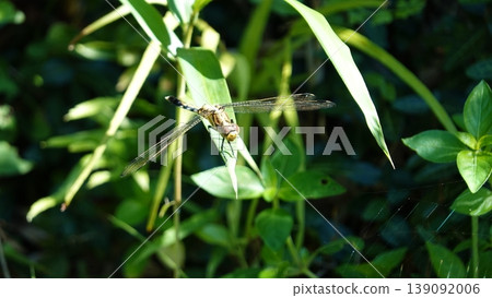 Dragonfly Dragonfly 139092006