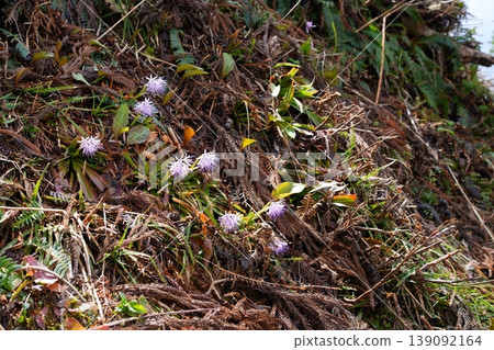 Flower of Shoddy Bakama 139092164