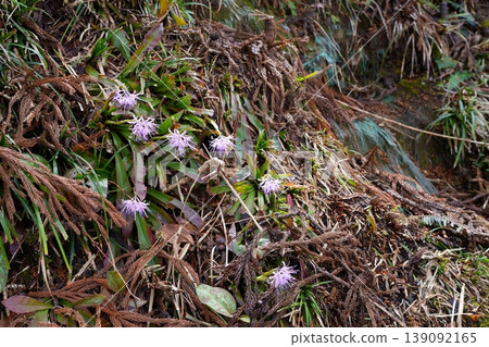 Flower of Shoddy Bakama 139092165