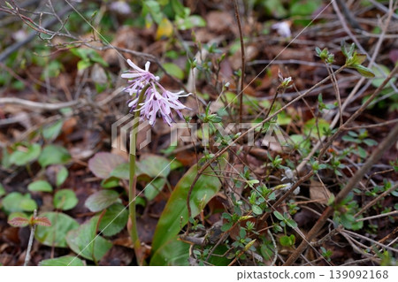 Flower of Shoddy Bakama 139092168
