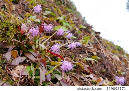Flower of Shoddy Bakama 139092171