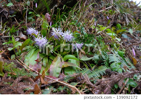Flower of Shoddy Bakama 139092172