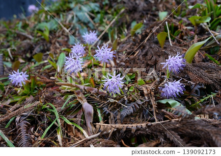Flower of Shoddy Bakama Flower of Shoddy Bakama 139092173