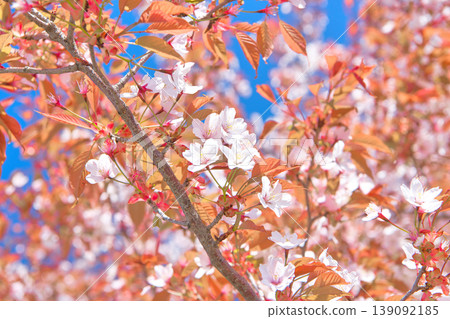Mountain cherry blossoms in full bloom as spring arrives. Mountain cherry blossoms in full bloom as spring arrives. 139092185