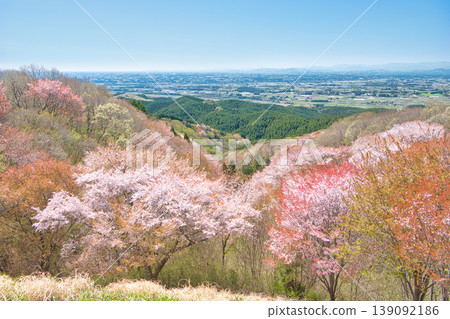 Cherry blossoms in full bloom as seen from Mt. Goten in Otawara City, Tochigi Prefecture. Cherry blossoms in full bloom as seen from Mt. Goten in Otawara City, Tochigi Prefecture. 139092186