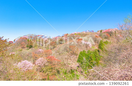 Cherry blossoms in full bloom as seen from Mt. Goten in Otawara City, Tochigi Prefecture. 139092261