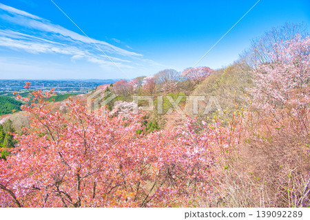 Cherry blossoms in full bloom as seen from Mt. Goten in Otawara City, Tochigi Prefecture. Cherry blossoms in full bloom as seen from Mt. Goten in Otawara City, Tochigi Prefecture. 139092289