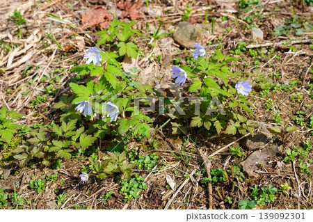 冰川的花 139092301