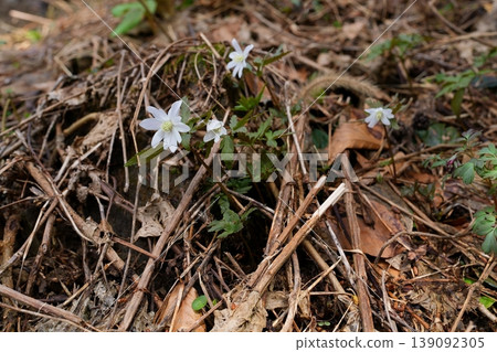 冰川的花 139092305