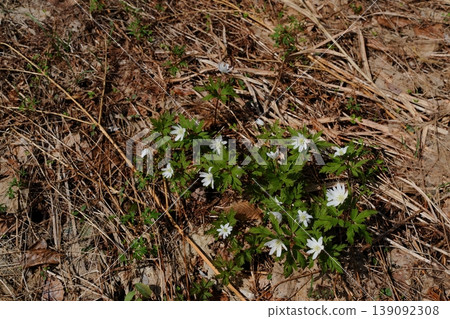 冰川的花 139092308