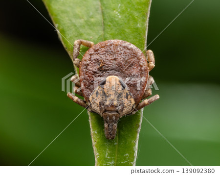 Takasago tick (female) Takasago tick (female) 139092380