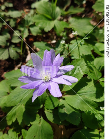 Anemone with pale purple flowers 139092392
