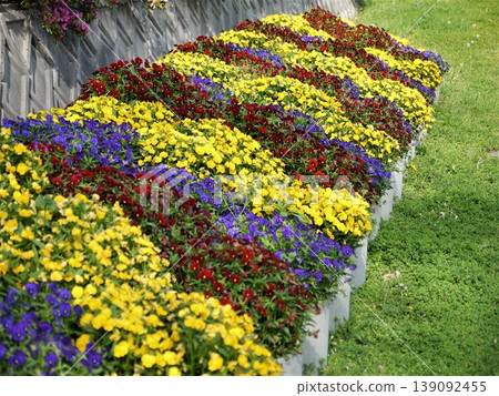 花園花壇裡盛開著五彩繽紛的三色堇。 花園花壇裡盛開著五彩繽紛的三色堇。 139092455