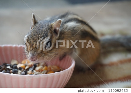 花栗鼠覓食 花栗鼠覓食 139092483