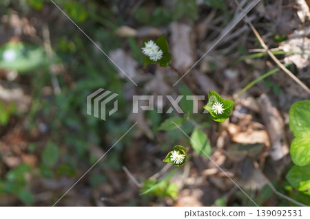 Hitoshizuka的花 Hitoshizuka的花 139092531
