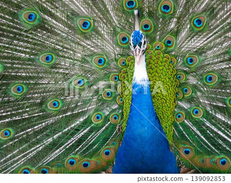 Peacock spreading wings Peacock spreading wings 139092853