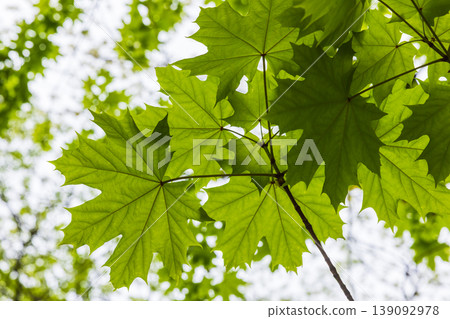 Green maple leaves are on a slender branch under white sky 139092978