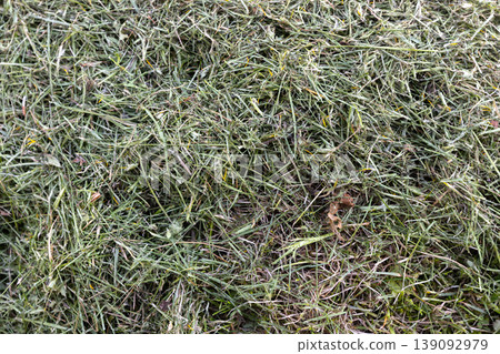A close-up view of a fresh pile of grass clippings on a lawn after mowing 139092979