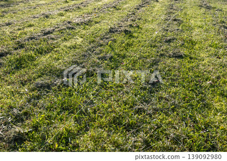 Freshly mowed green lawn featuring scattered grass clippings and mower stripes 139092980