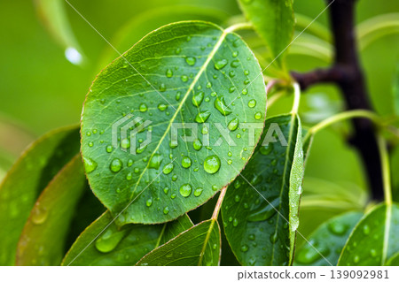 Fresh green leaves covered in glistening water droplets after a light rain Fresh green leaves covered in glistening water droplets after a light rain 139092981
