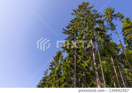 Sunlit evergreen trees and spruce trunks Sunlit evergreen trees and spruce trunks 139092987