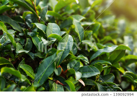 Green tea leaves are on branches Green tea leaves are on branches 139092994