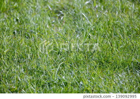 Close-up view of a vibrant green lawn showing fresh grass 139092995