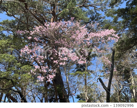 Akebono azaleas in the spring mountains 139092996