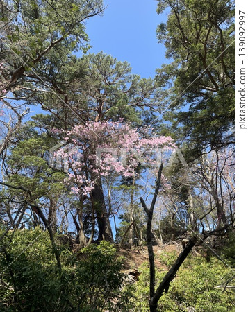 Spring mountains, Akebono azaleas in full bloom 139092997