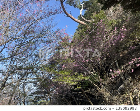 Spring azaleas blooming on rocky peaks Spring azaleas blooming on rocky peaks 139092998