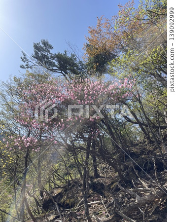 Akebono azaleas herald the arrival of spring. 139092999