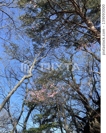 The Akebono azalea signals the beginning of spring. 139093000