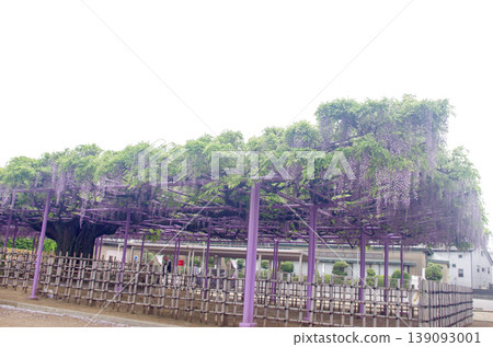 Wisteria trellis Wisteria trellis 139093001