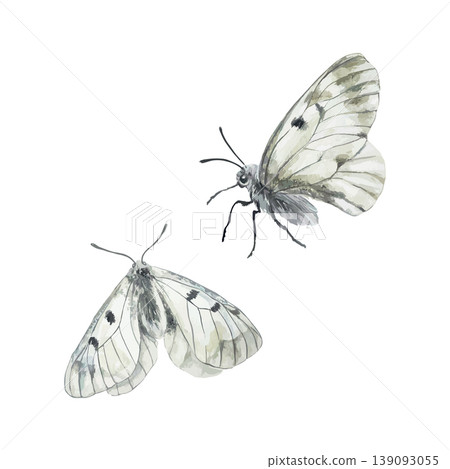 Gray butterflies of memory, Mnemosyne. Hand drawn isolated vector illustration. Watercolor clip art for Remembrance Day cards, invitations and labels. Suitable for holiday banners and posters. 139093055