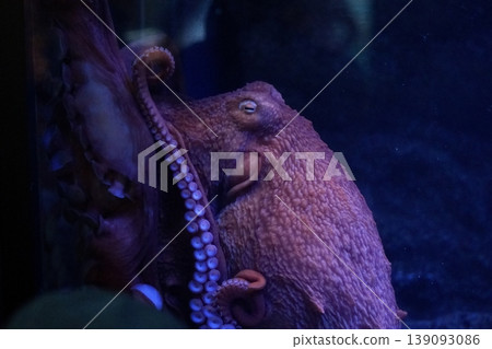 一隻普通的章魚從魚缸裡的一塊石頭後面探出頭來：海洋生物的幽默生態。 139093086