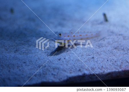 可愛的海魚－旗鰭蝦虎魚，從沙質海底探出頭來。 139093087