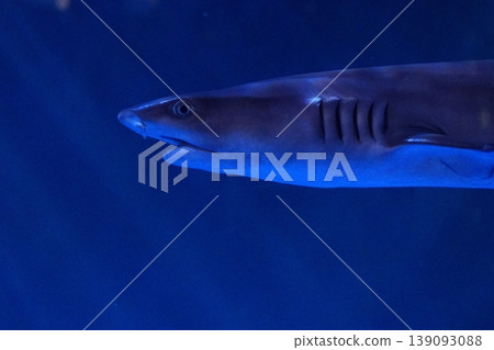 一條鯊魚在水箱中優雅地遊動,這是水族館裡一個充滿活力且廣受歡迎的景點。 一條鯊魚在水箱中優雅地遊動,這是水族館裡一個充滿活力且廣受歡迎的景點。 139093088